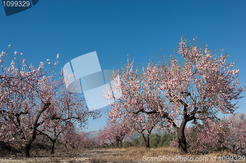 Image of Almond tree blossom