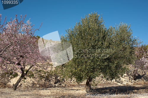 Image of Mediterranean agriculture