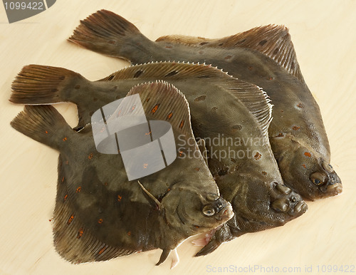 Image of European plaice