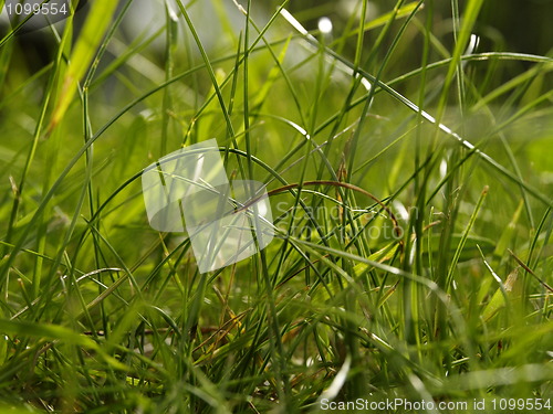 Image of grass detail