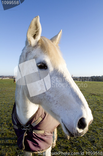 Image of white horse looking at the camera