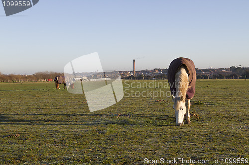 Image of white horse eating early morning