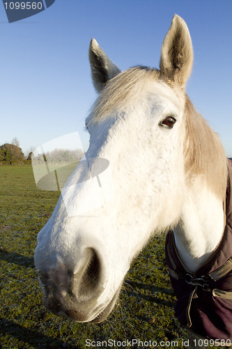 Image of white horse looking at the camera