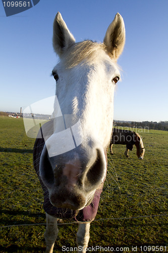 Image of white horse looking at the camera