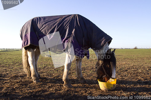 Image of white horse eating early morning