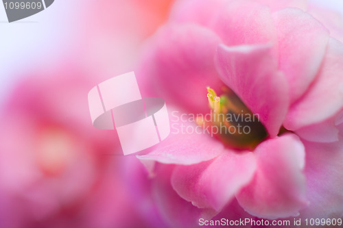 Image of Pink Flowers Of Kalanchoe   Macro shutter with soft Focus 