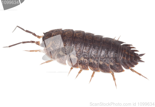 Image of Wood louse