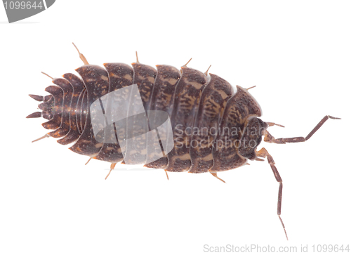 Image of Brown wood louse isolated on white background