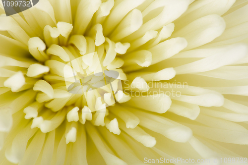 Image of White aster flower close-up - background