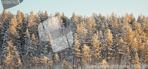 Image of Horizon covered winter forest