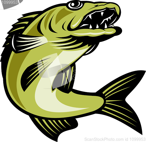 Image of walleye fish jumping isolated on white