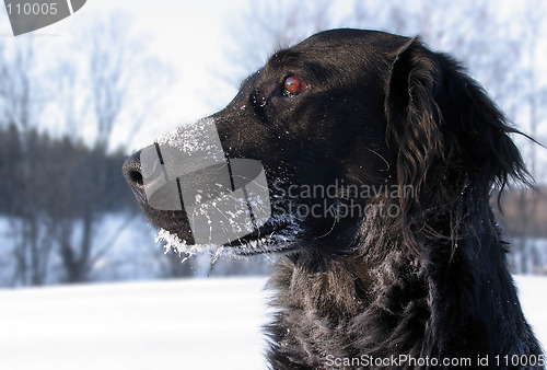 Image of Flatcoated Retriever