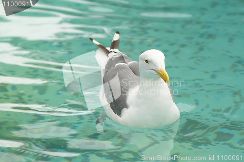 Image of A seagull