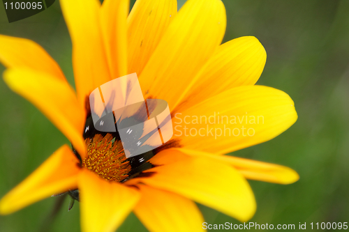 Image of Yellow flower