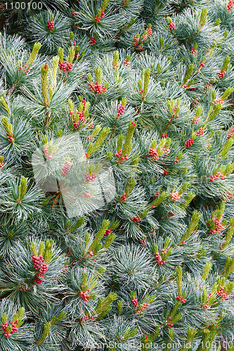 Image of Pine with Cones