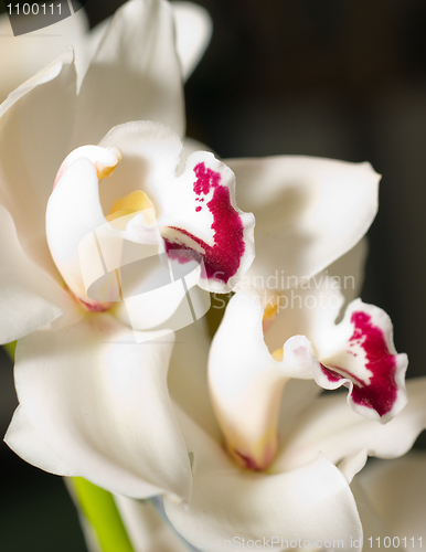 Image of cymbidium orchid flower in Keukenhof