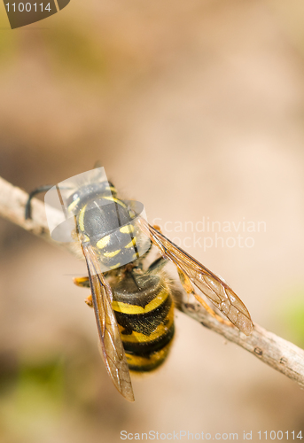 Image of Close-up of large wasp on thin branch