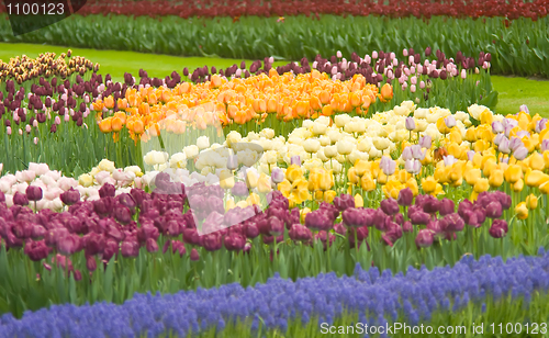 Image of Colorful Dutch tulips in Keukenhof park