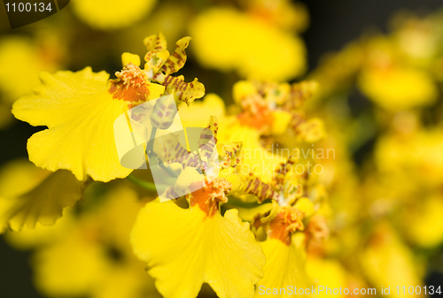 Image of Oncidium orchid flower