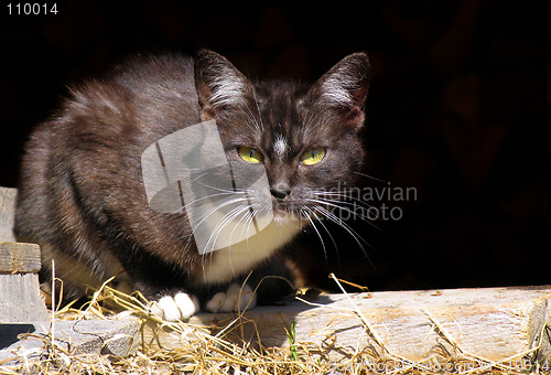 Image of Stray Cat 1
