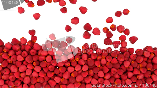 Image of Red apples falling down isolated 