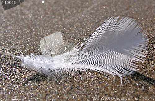 Image of Feather