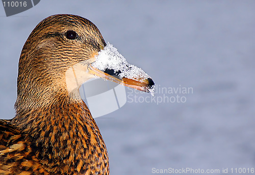Image of Frozen Duck