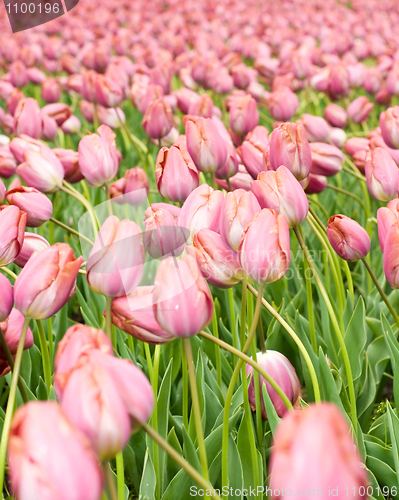 Image of Dutch pink tulips in Keukenhof