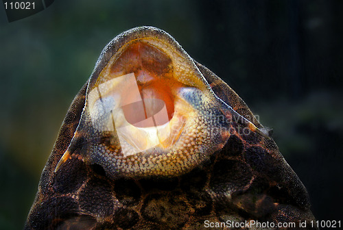 Image of Sucking it clean