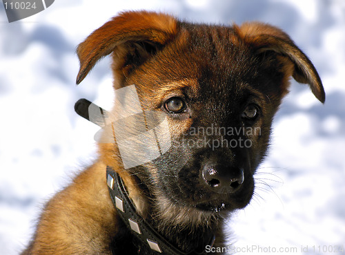 Image of German Shepherd Puppy