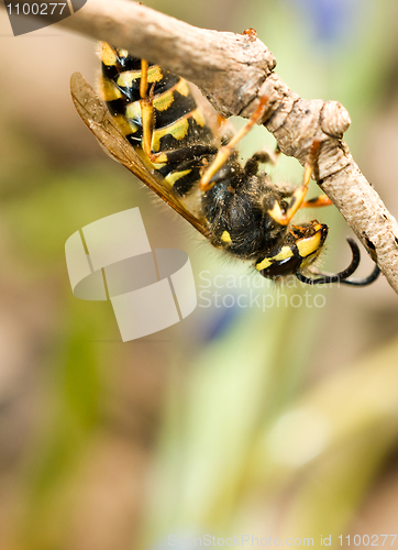 Image of Upside-down wasp on branch