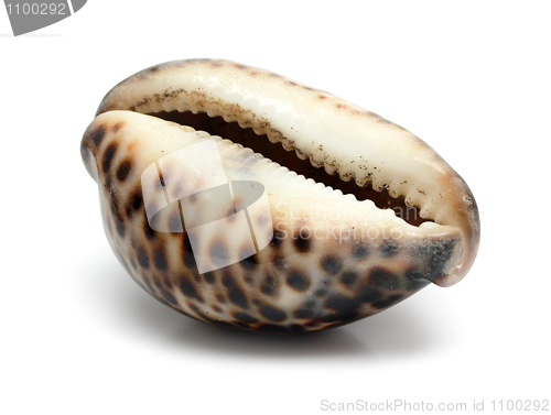 Image of bizarre sea shell close-up