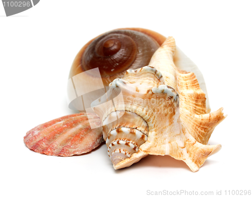 Image of group of seashells