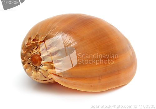 Image of spiral sea shell close-up