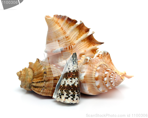 Image of group of seashells