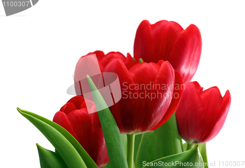 Image of bouquet of red tulips close-up