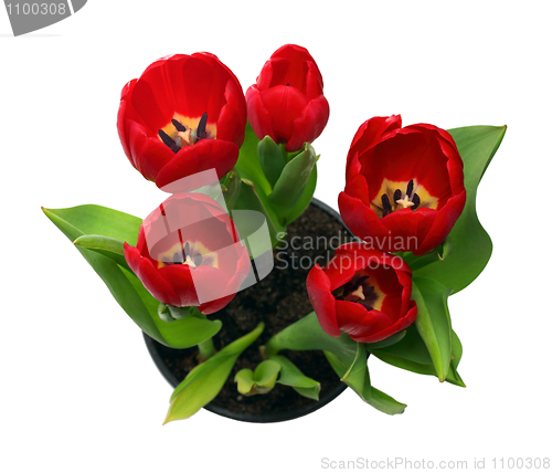 Image of red tulips in pot