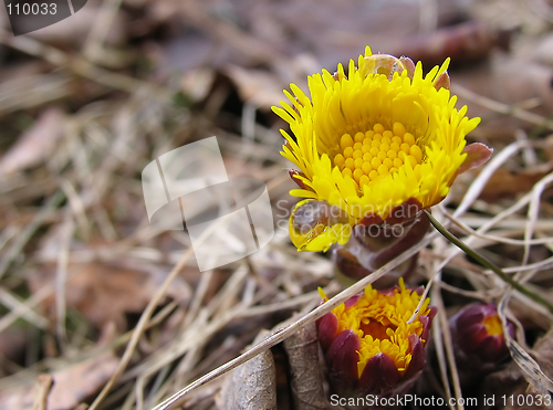 Image of Coltsfoot 1