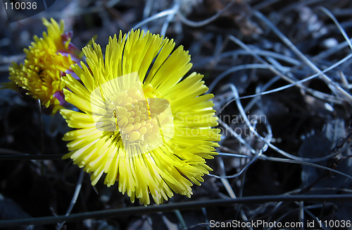 Image of Coltsfoot 4