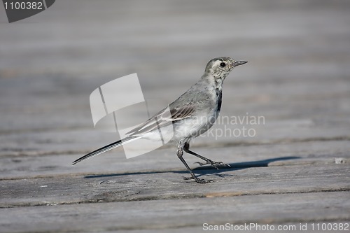 Image of Young white wagtail