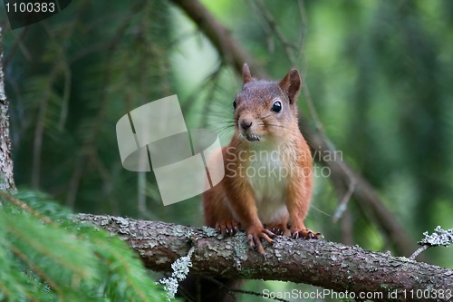 Image of Red squirrel