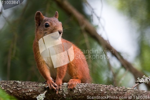 Image of Red squirrel