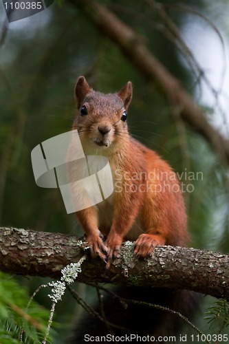 Image of Red squirrel