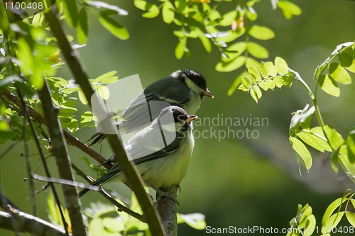 Image of Young great tits