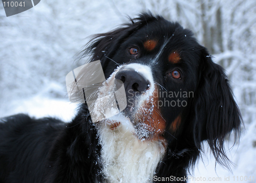 Image of Bernese Mountain Dog