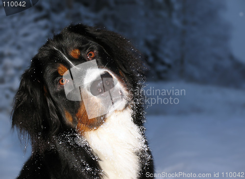 Image of Bernese Mountain Dog