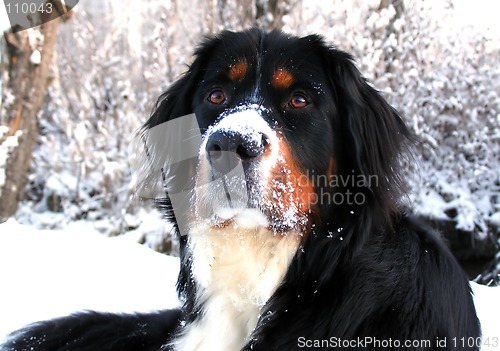 Image of Bernese Mountain Dog