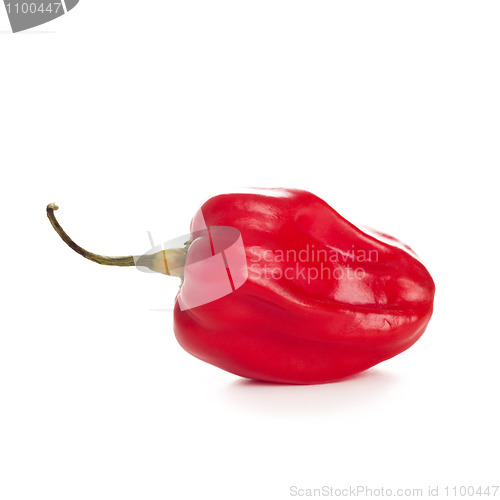 Image of red chili pepper on the white background
