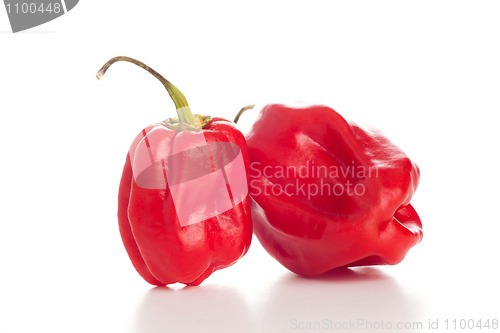 Image of red chili peppers on the white background