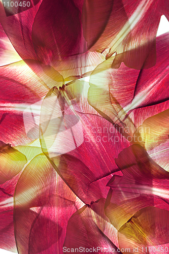 Image of Tulip Leaves